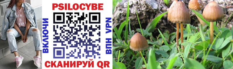 магазин продажи наркотиков  Кингисепп  Псилоцибиновые грибы Cubensis 